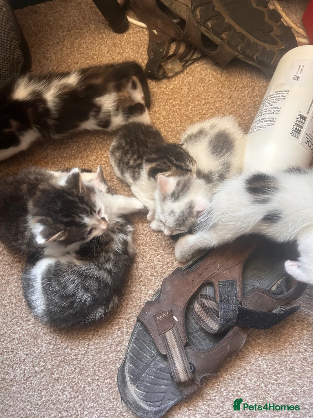 Mixed Breed cats for sale: Gorgeous litter of playful kittens - Advert 9