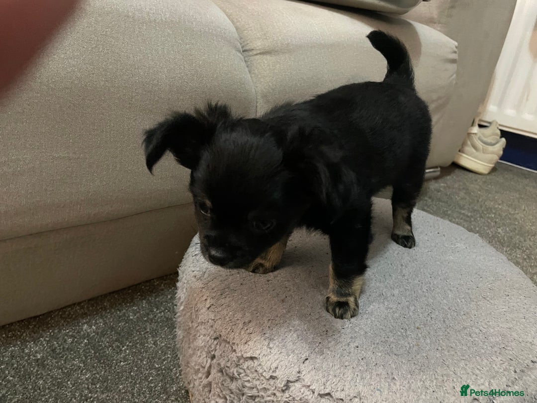 Chihuahua dogs for sale: Ready to leave now 3 beautiful chihuahua puppies - Advert 12