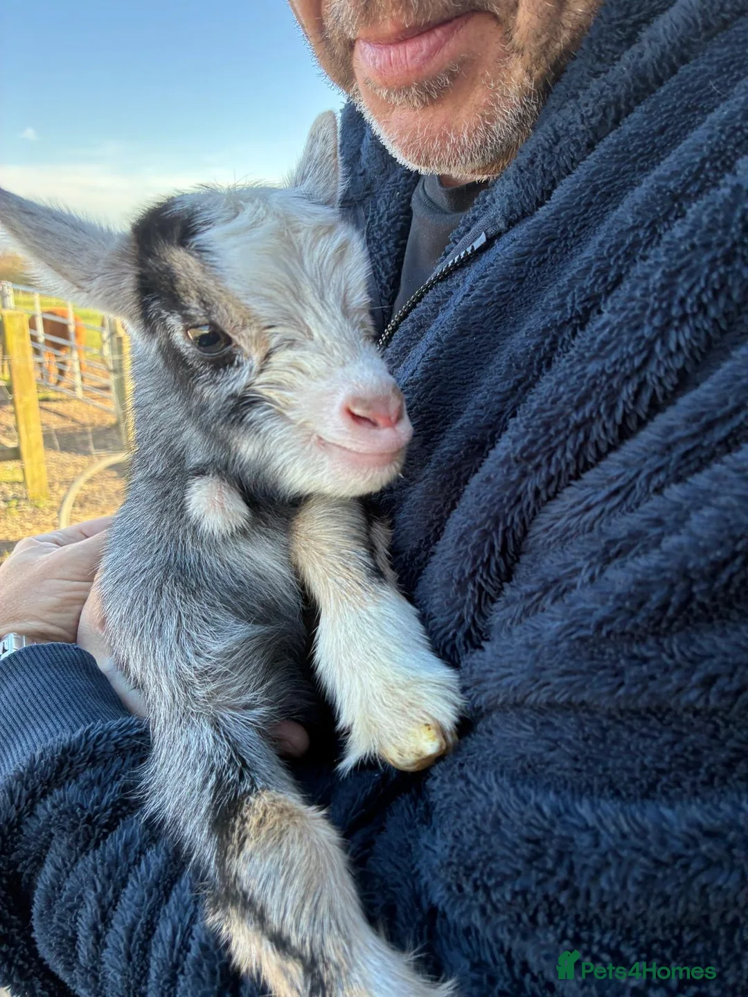 Goats livestock for sale: Pygmie Goats  - Advert 2