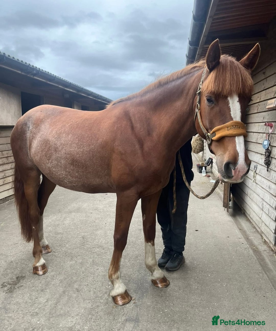 Clydesdale horses for sale: 4yo Clydesdale x Sports Horse Mare –16h - Image 1