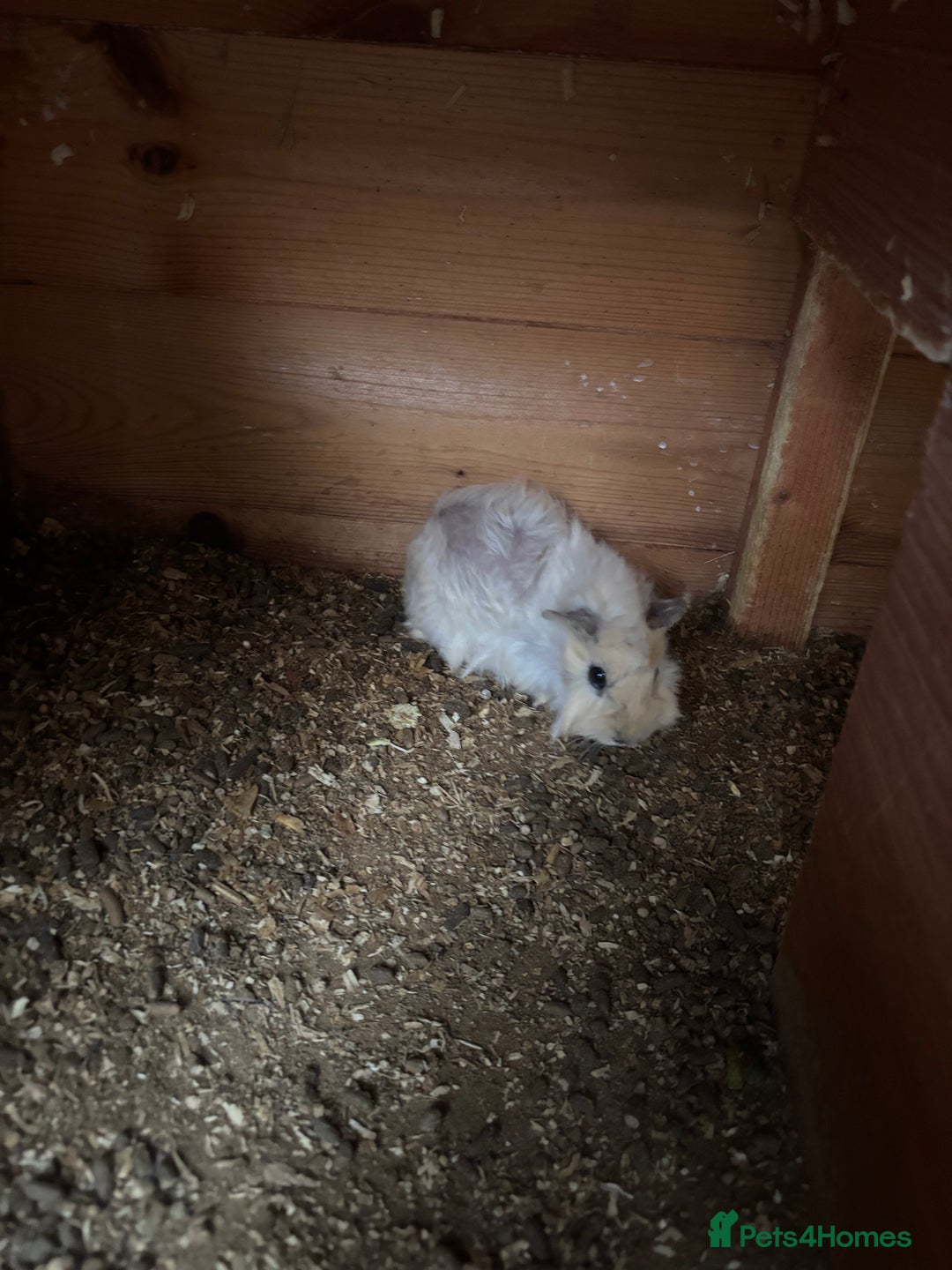Guinea Pig rodents for sale: 2 Female Guinea Pigs 11 Weeks Old  Lovely Natured - Advert 8