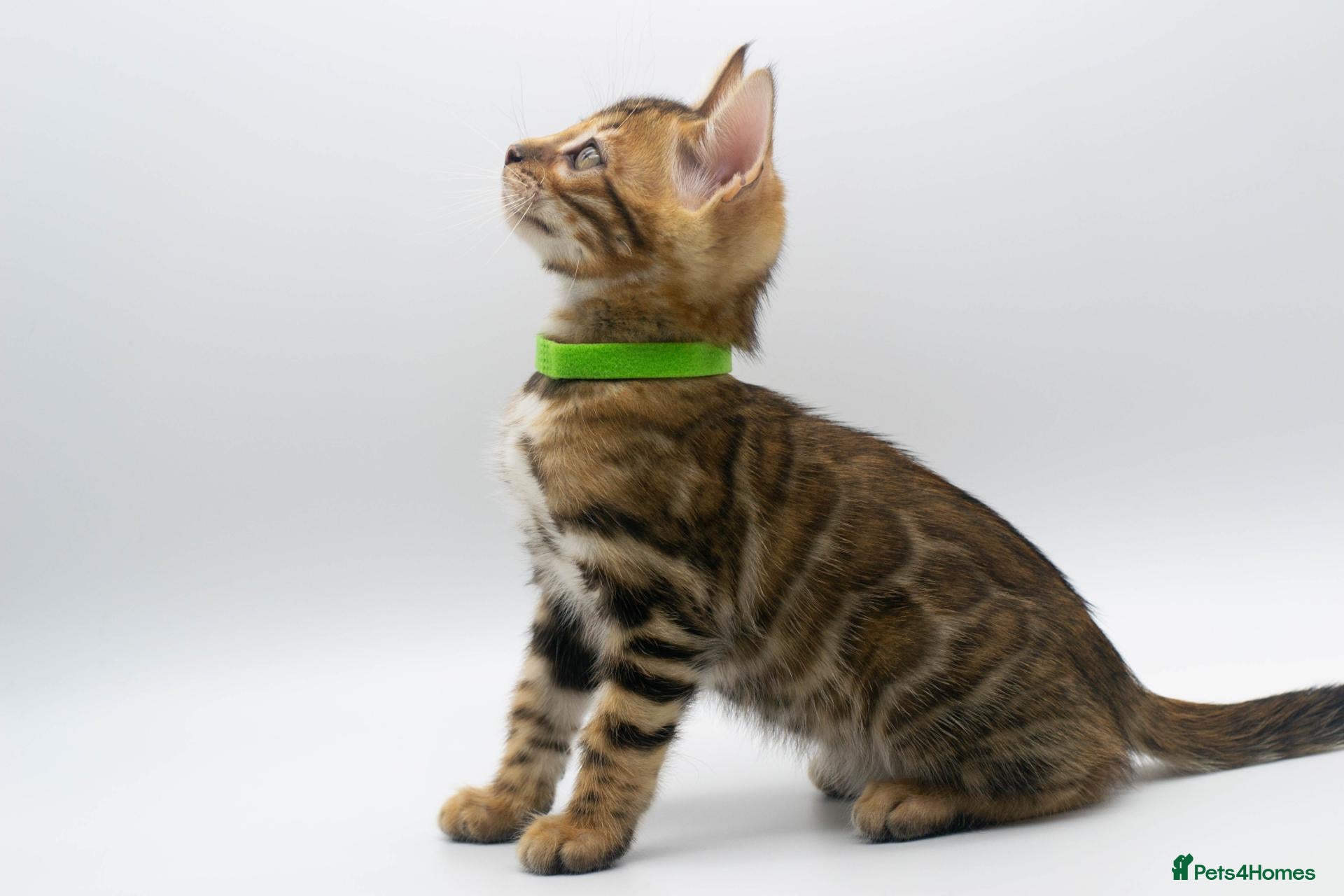 Bengal cats for sale: Stunning TICA Registered Bengal Kittens - Advert 11