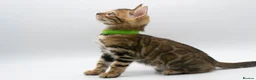 Bengal cats for sale: Stunning TICA Registered Bengal Kittens - Advert 1