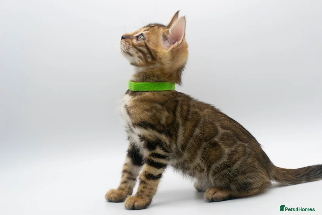 Bengal cats for sale: Stunning TICA Registered Bengal Kittens - Advert 1