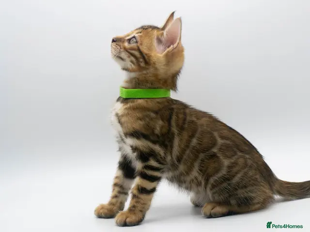Bengal cats for sale: Stunning TICA Registered Bengal Kittens - Advert 2