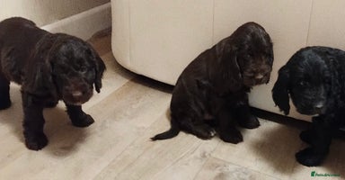 Cockapoo dogs adorable cockerpoo puppies - Advert 12