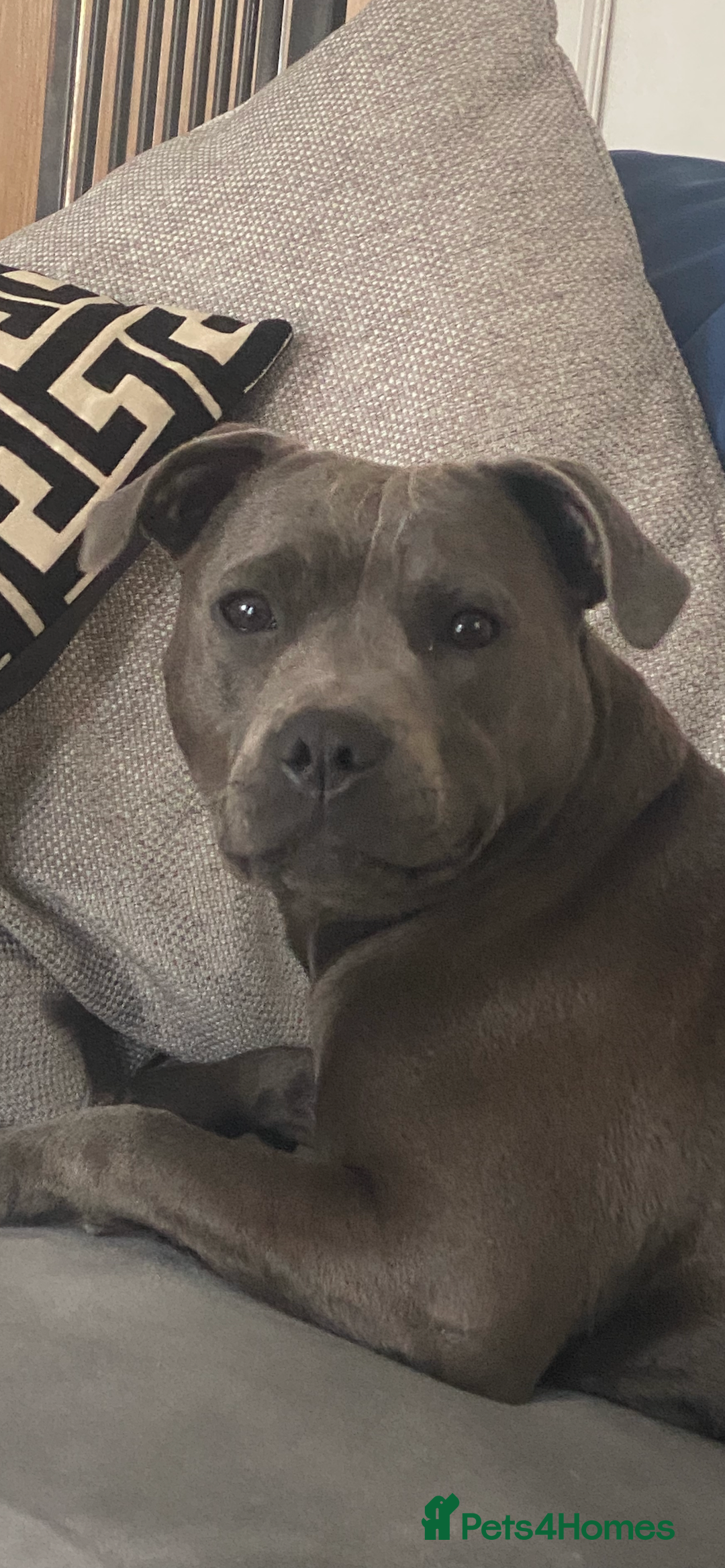 Staffordshire Bull Terrier dogs for sale: 💥READY TO LEAVE NOW 💥 PURE BLUE STAFFS PUPS🩵 in Barnsley - Image 10