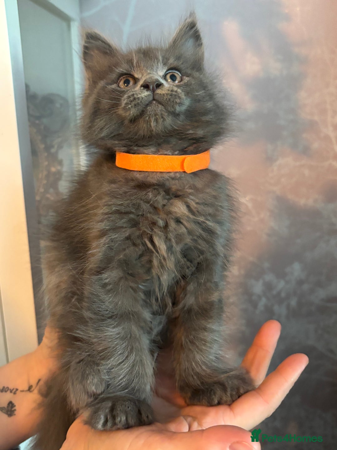 Maine Coon cats for sale: Blue Maine Coon Kittens – Active TICA Registered  - Advert 32