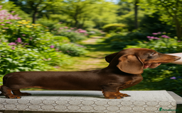 Miniature Dachshund dogs for sale: KC TRUE MINI DACHSHUND PUPPIES  - Image 5