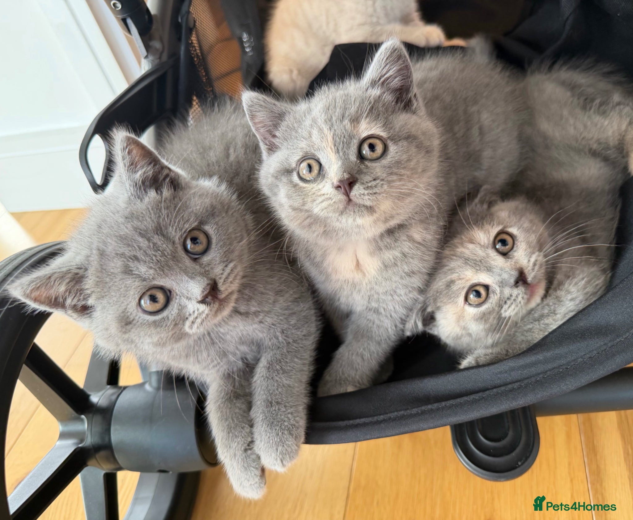 British Shorthair cats British Shorthair Kittens – Ready Now 🐾 - Advert 14