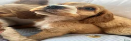 Cocker Spaniel dogs for sale: Show type cocker boys  in Daventry - Advert 23