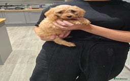 Cavapoochon dogs for sale: Light fox red Cavapoochon puppies - Image 23