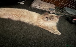 Ragdoll cats for sale: Ragdoll kittens  - Image 27