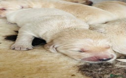 Golden Retriever dogs for sale: Fully health tested parents - Image 3