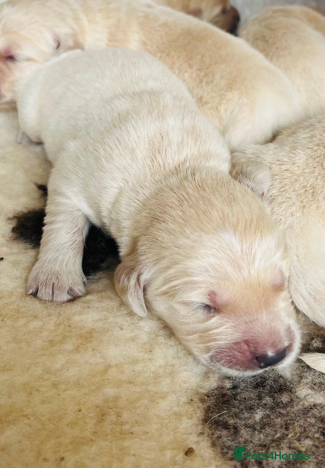 Golden Retriever dogs for sale: Fully health tested parents - Image 3