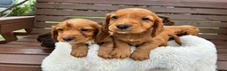 Cocker Spaniel dogs for sale:  🐾 KC Registered Cocker Spaniel Puppies - Advert 4