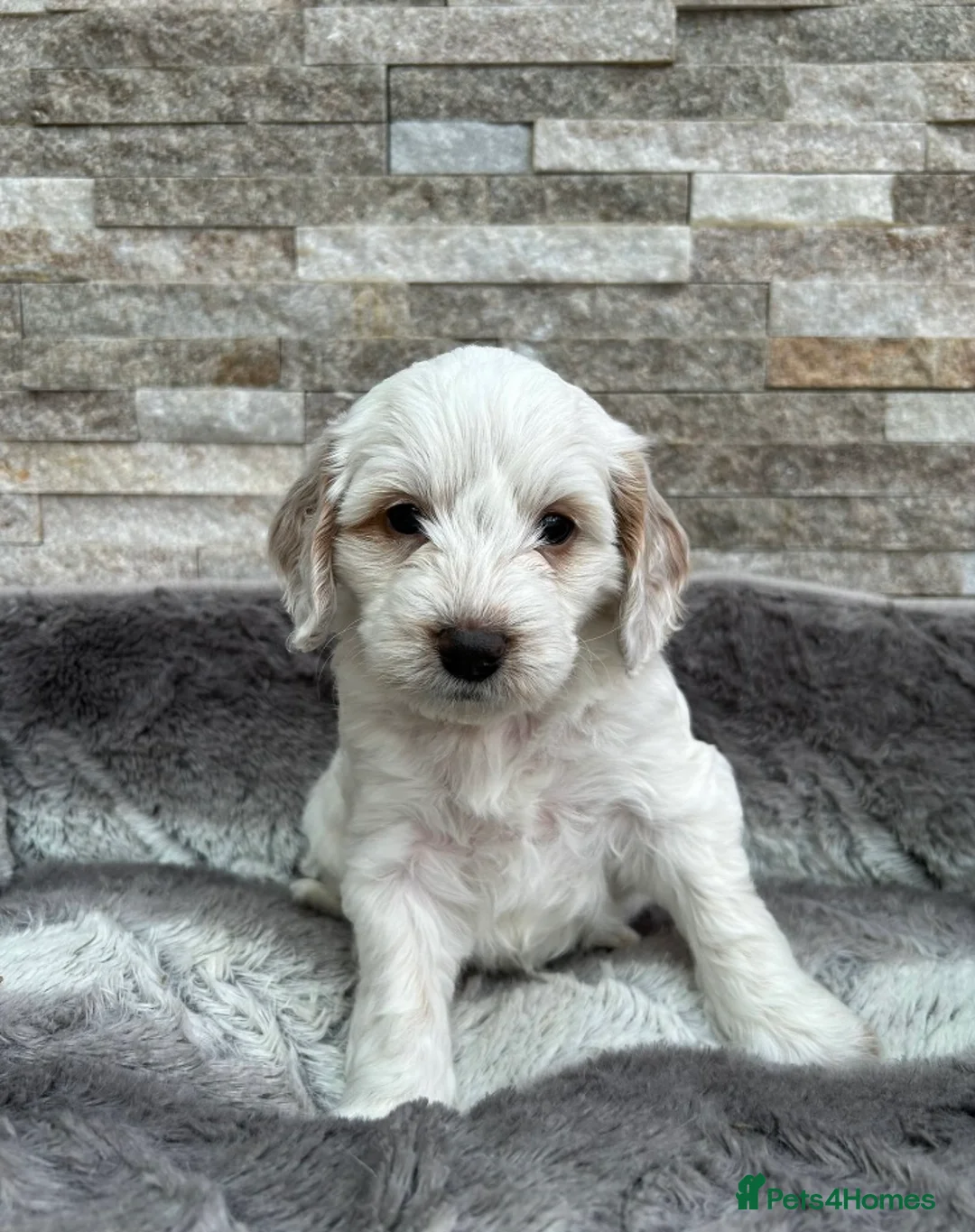 Cockapoo dogs for stud: TRICOLOUR F1 PROVEN ATAT CERTIFIED COCKAPOO STUD in Bromley - Advert 19