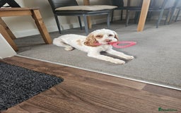 Cockapoo dogs for sale:  Cockerpoo f2b female 21 months old - Image 5