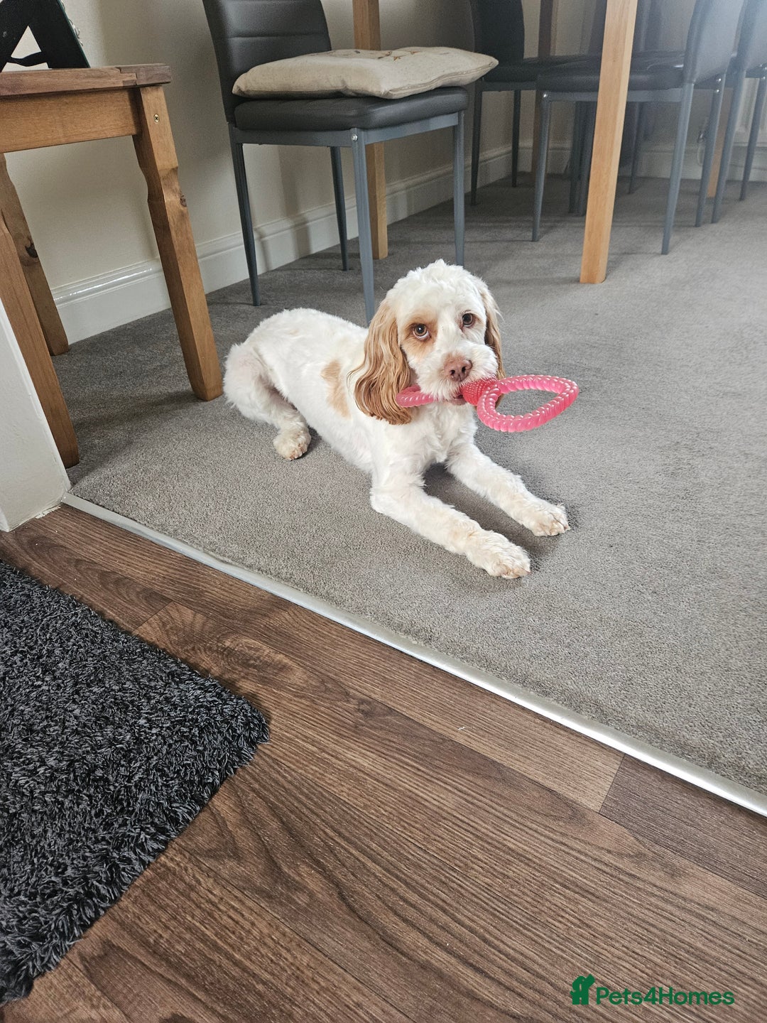 Cockapoo dogs for sale:  Cockerpoo f2b female 21 months old - Image 5