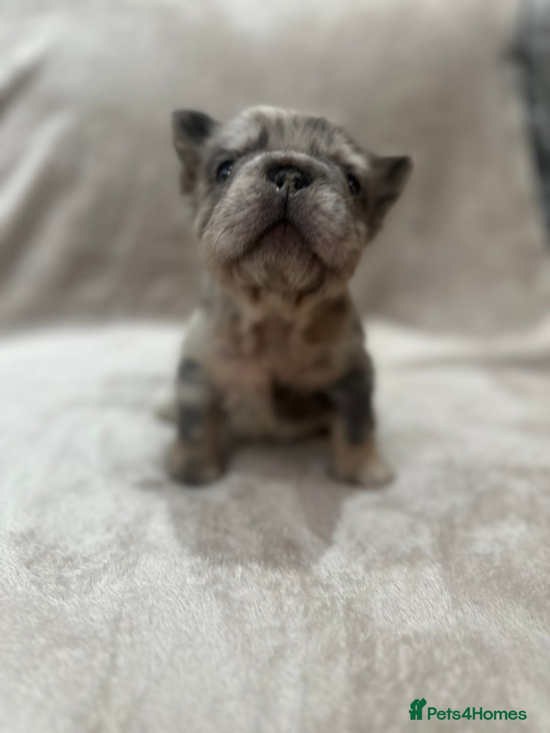 French Bulldog dogs for sale: RARE FLUFFY FRENCHIES! LAST 3 LEFT!!!! - Advert 3