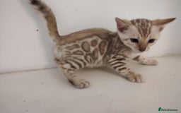 Bengal cats for sale: Gorgeous bengal kittens - Image 4
