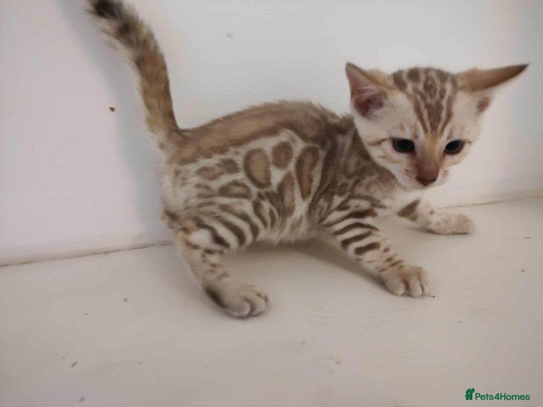 Bengal cats for sale: Gorgeous bengal kittens - Image 4