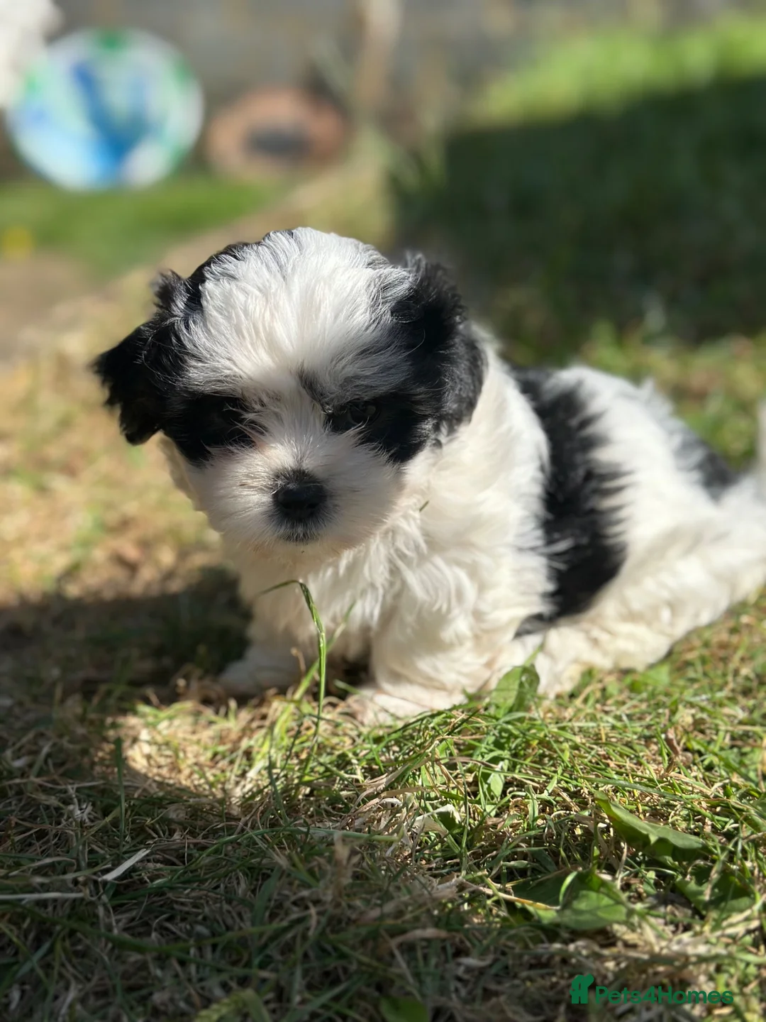 Bichon Frise dogs for sale: 🐶 Beautiful Bichon Frise Puppies 🐶 - Advert 2