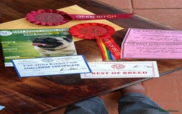 Rhodesian Ridgeback dogs for sale: EXCEPTIONAL OPPORTUNITY TO PURCHASE SHOW QUALITY  - Image 12