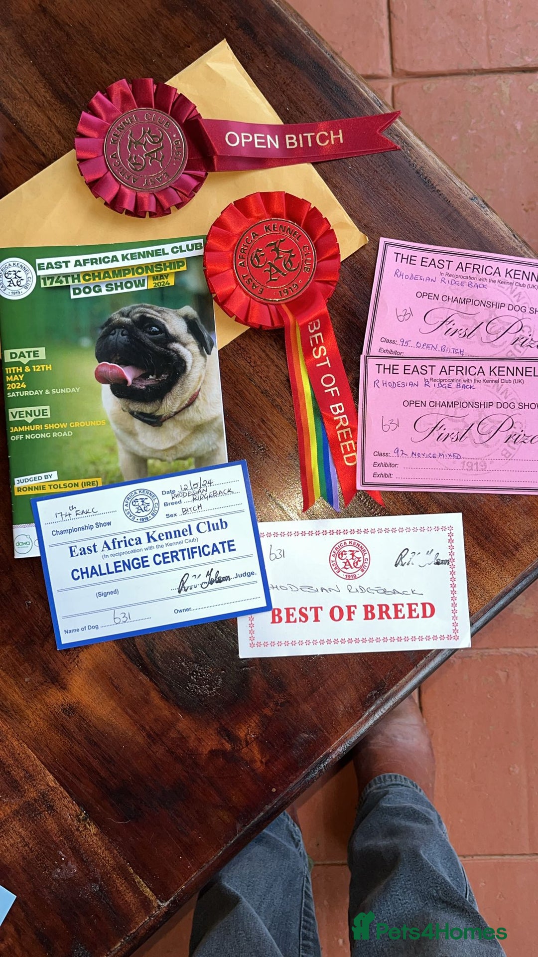 Rhodesian Ridgeback dogs for sale: EXCEPTIONAL OPPORTUNITY TO PURCHASE SHOW QUALITY  - Image 12