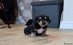 Miniature Dachshund dogs for sale: Daxie medium coat puppies dapples and black & tan  - Image 25