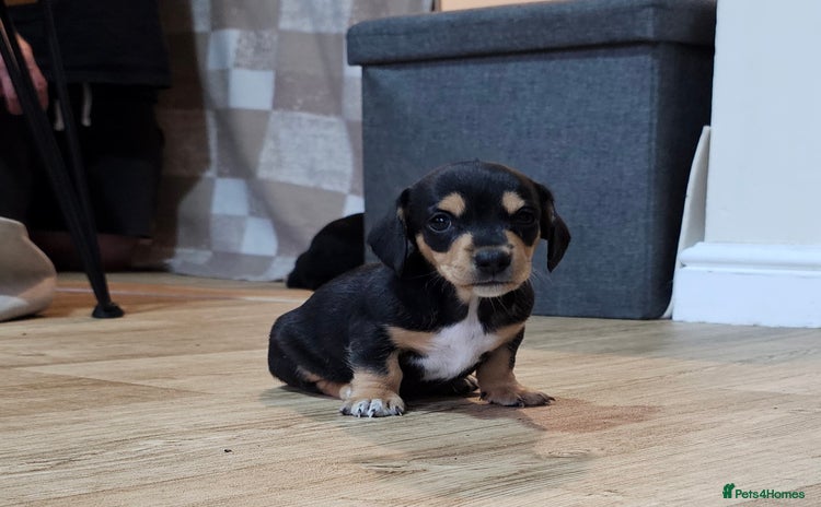 Miniature Dachshund dogs - Advert 3