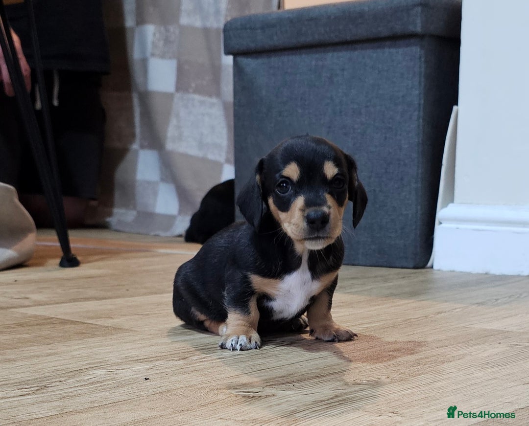 Miniature Dachshund dogs for sale: Daxie medium coat puppies dapples and black & tan  - Image 25