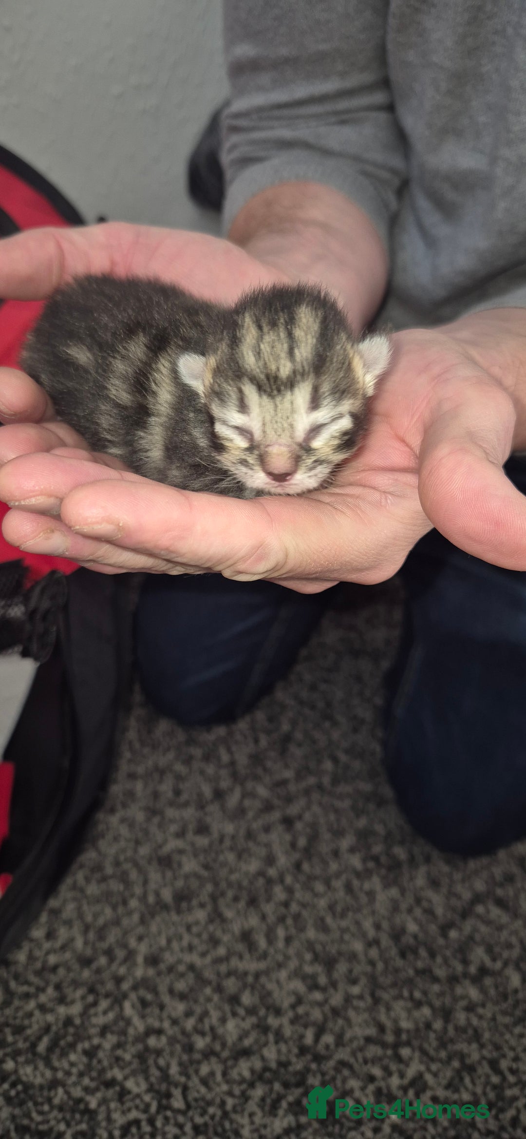 Mixed Breed cats for sale: Kittens for sale - Image 12
