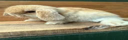 Mini Lop rabbits for sale: MINI LOP BUNNIES - PEDIGREE  - Advert 32