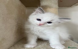 Ragdoll cats for sale: Pure Ragdoll kittens for sale london  - Image 4