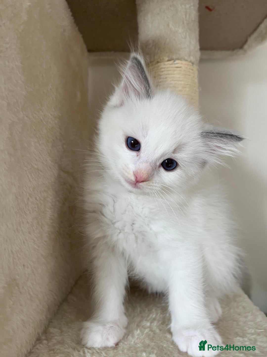 Ragdoll cats for sale: Pure Ragdoll kittens for sale london  - Image 4