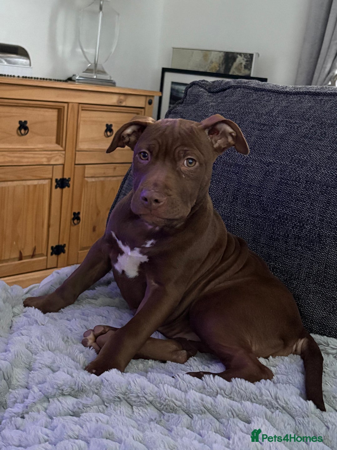 Mixed Breed dogs for sale: Bully cross puppy - Advert 7