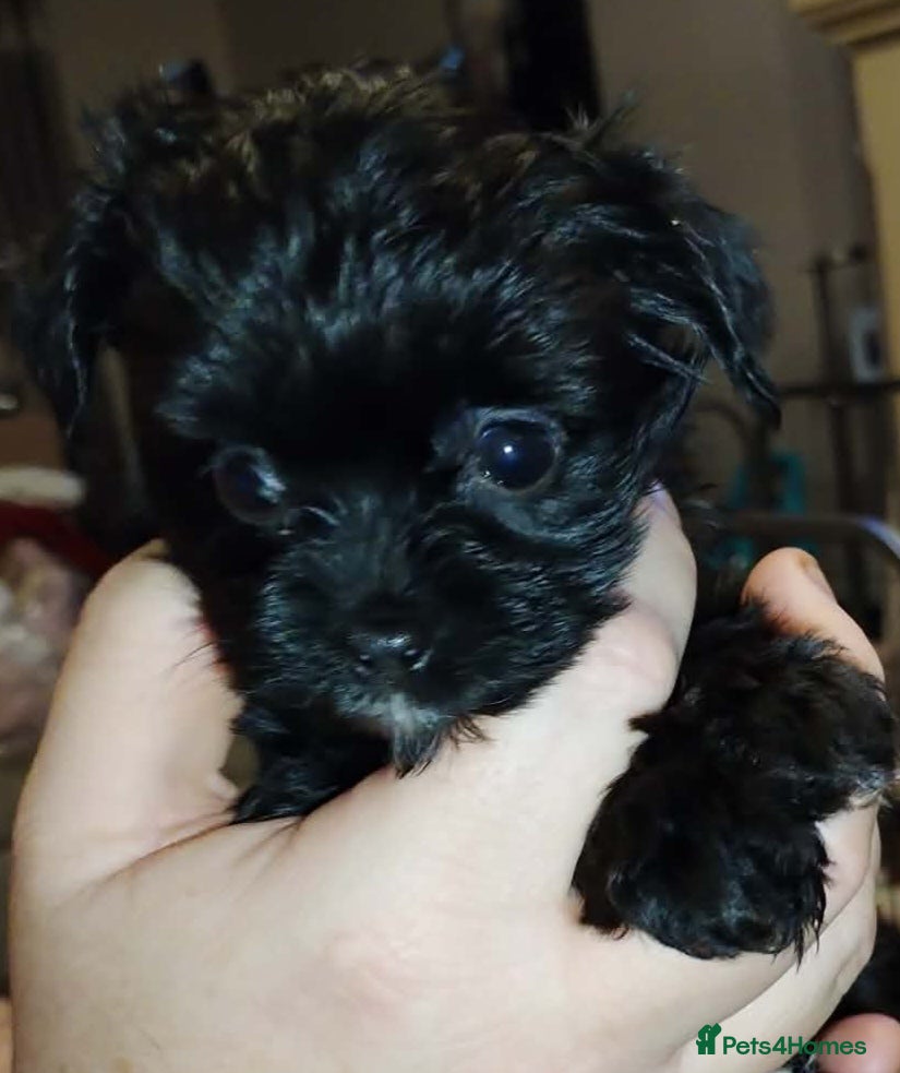 Mixed Breed dogs Yorkiepoo puppies  - Advert 5