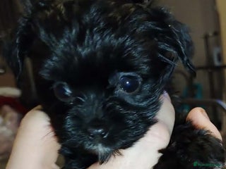 Mixed Breed dogs Chipoo x Biewer puppies for sale - Advert 2