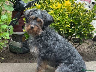 Yorkiepoo dogs Yorkiepoo - Advert 1