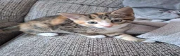 Mixed Breed cats for sale: 2 female kittens  - Advert 6