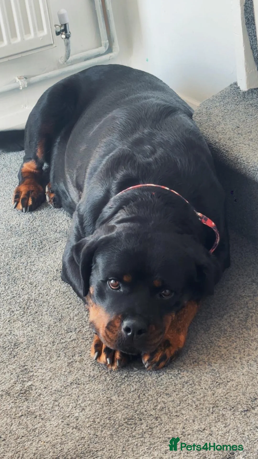 Rottweiler dogs for sale: STUNNING LITTER OF ROTTWEILERS.  - Advert 1
