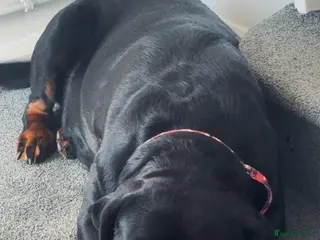 Rottweiler dogs STUNNING LITTER OF ROTTWEILERS. - Advert 2