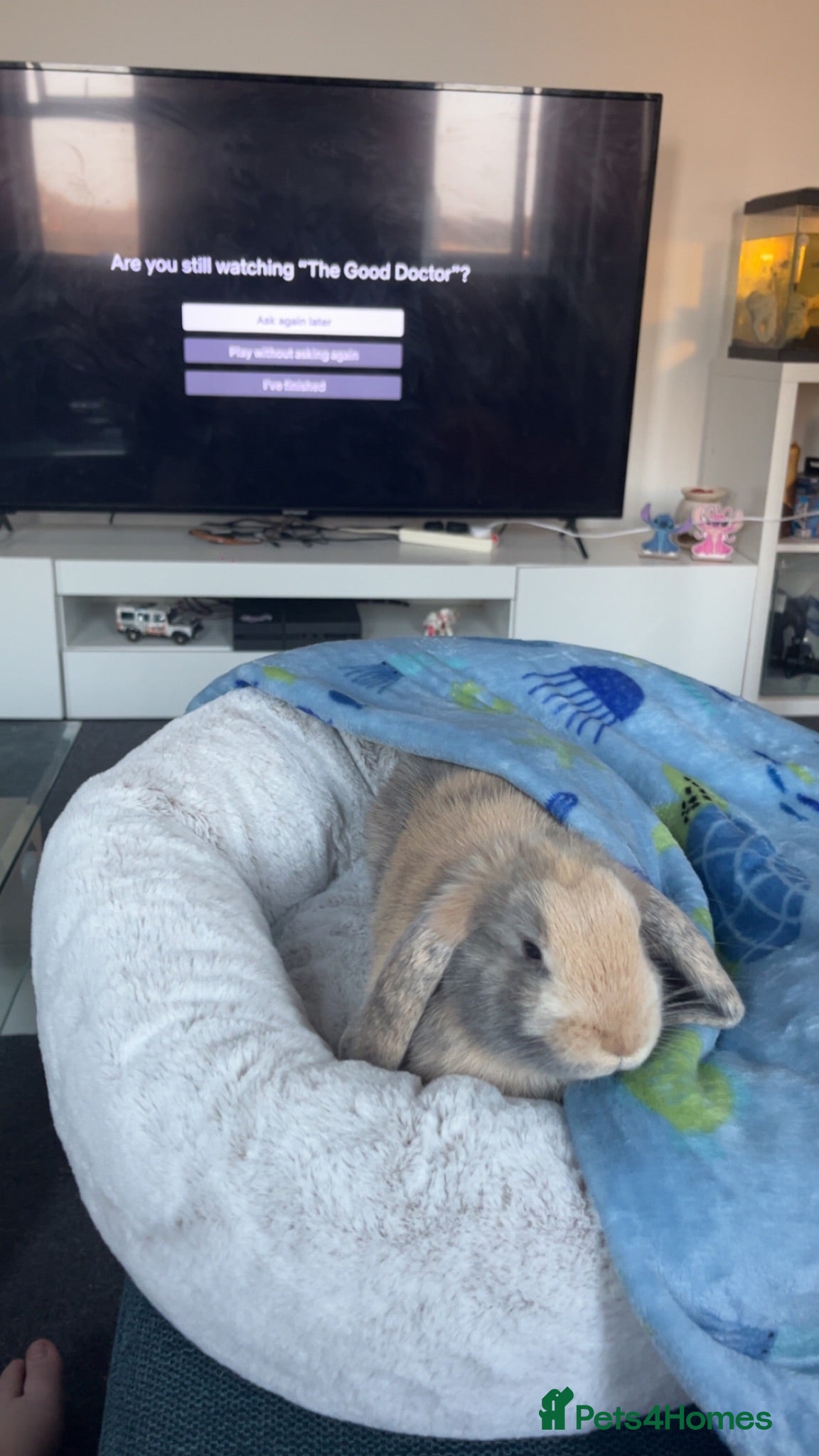 Mini Lop rabbits Hugo hops💙🦋 - Advert 1