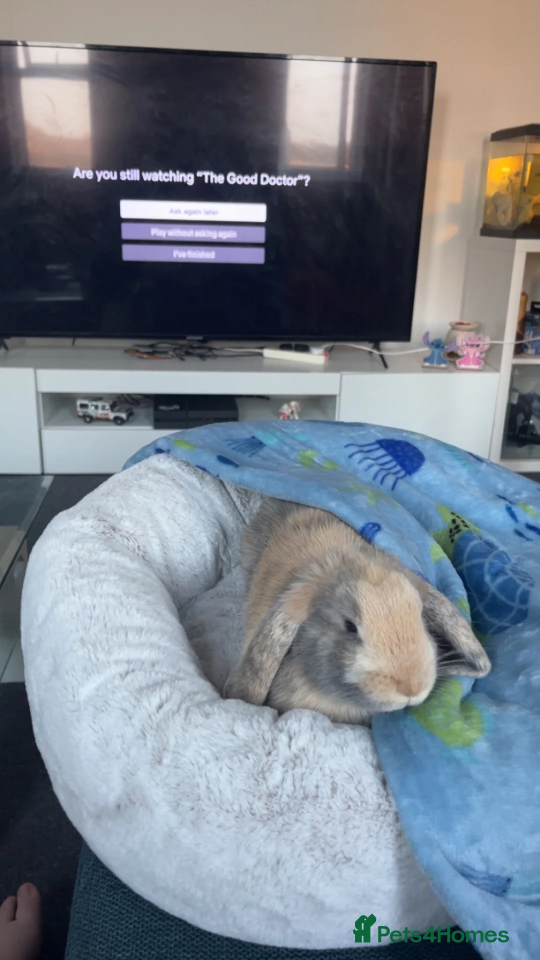 Mini Lop rabbits for sale: Hugo hops💙🦋 in Dagenham - Advert 1