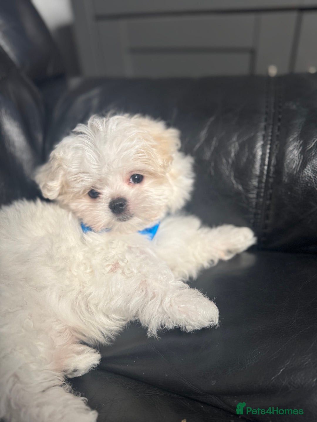 Maltese dogs for sale: 🤩Gorgeous little boy 🤩 - Image 2