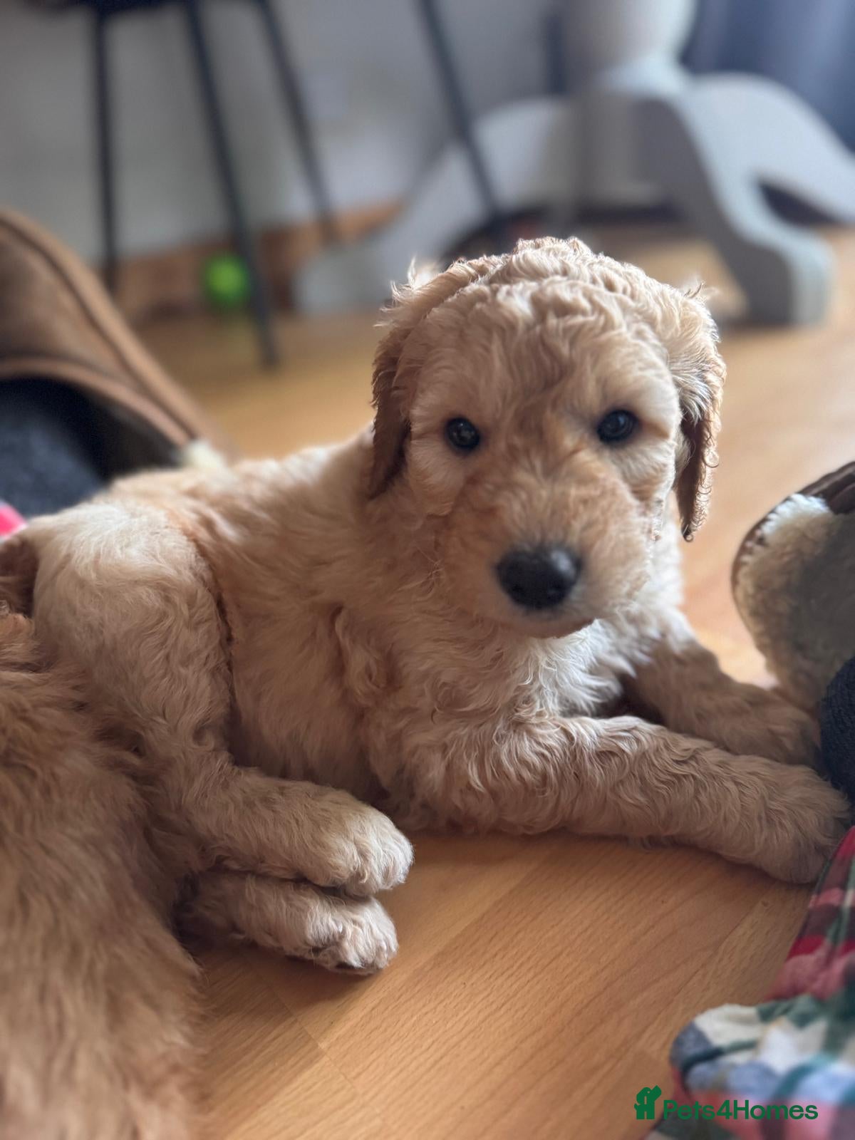 Mixed Breed dogs for sale: Adorable Australian fleece/wool Labradoodles - Advert 12