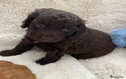 Cockapoo dogs for sale: Adorable cockapoo puppy’s  - Image 3