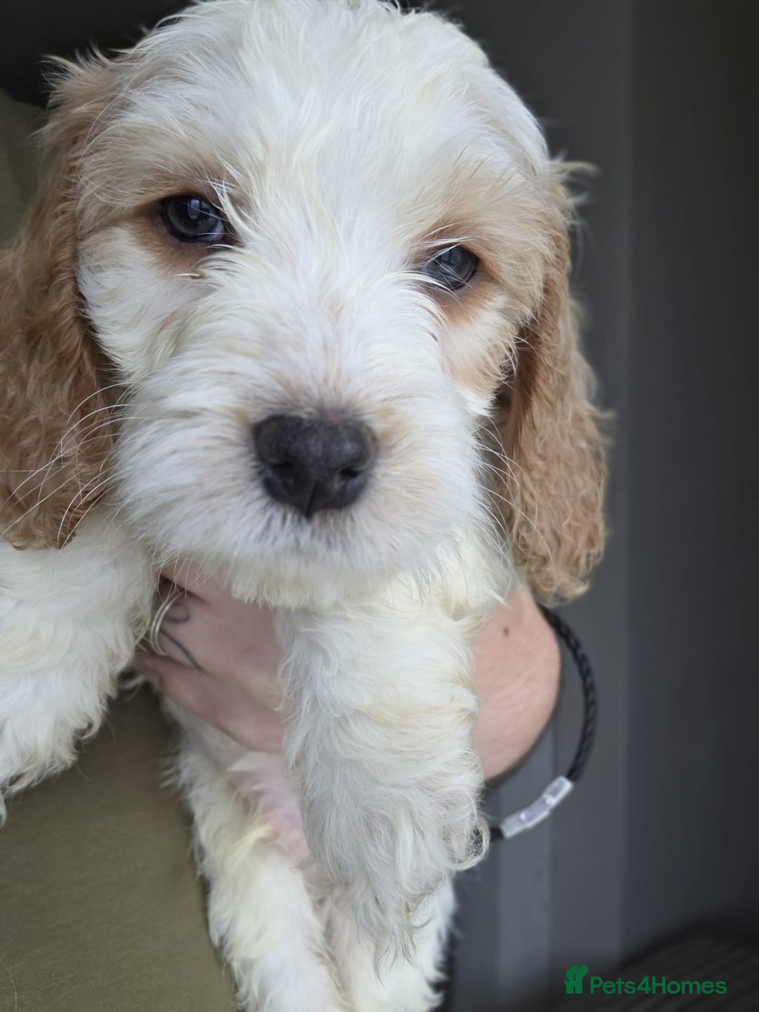 Cockapoo dogs for sale: Beautiful cockapoo’s  - Advert 6