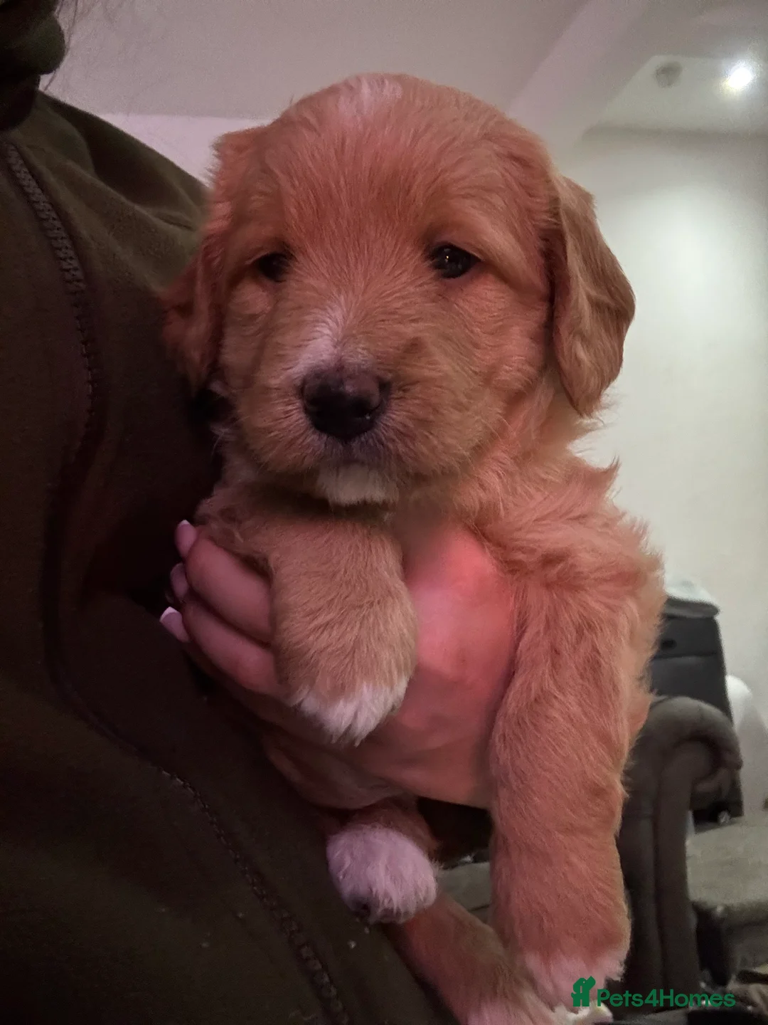 Mixed Breed dogs for sale: Double Doodle X Border Collie puppies - Advert 8